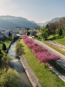 Japonske češnje nas spet razveseljujejo